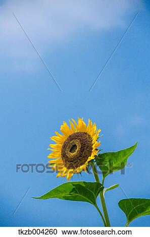 Stock Image - Sunflower. Fotosearch