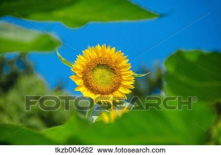 Stock Image - Sunflower. Fotosearch