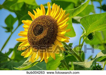 Sunflower View Large Photo Image Stock Image - Sunflower. Fotosearch