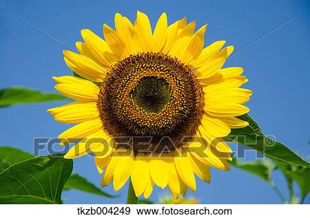 Sunflower View Large Photo Image Stock Photo - Sunflower. Fotosearch