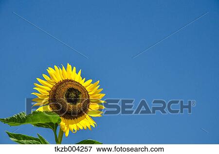 Sunflower View Large Photo Image Stock Photo - Sunflower. Fotosearch