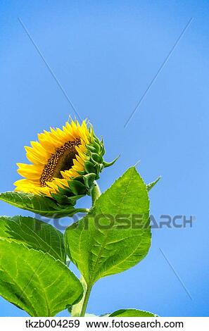 Sunflower View Large Photo Image Stock Photo - Sunflower. Fotosearch