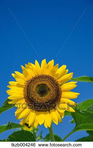 Stock Photograph - Sunflower. Fotosearch