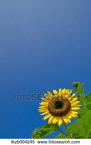 Stock Photography - Sunflower. Fotosearch