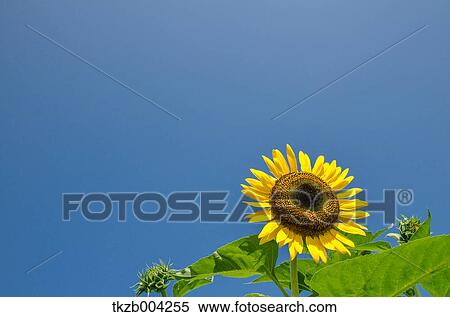 Stock Photography - Sunflower. Fotosearch