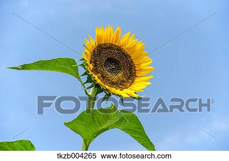 Sunflower View Large Photo Image Stock Photography - Sunflower. Fotosearch