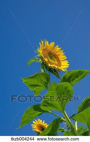 Picture - Sunflowers. Fotosearch