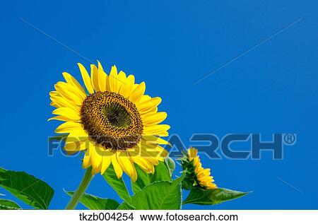 Picture - Sunflowers. Fotosearch