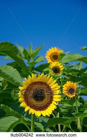 Sunflowers View Large Photo Image Stock Image - Sunflowers. Fotosearch