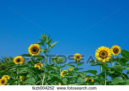 Sunflowers View Large Photo Image Stock Image - Sunflowers. Fotosearch