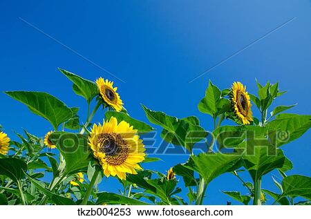 Sunflowers View Large Photo Image Stock Image - Sunflowers. Fotosearch