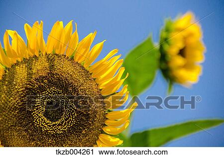 Sunflowers View Large Photo Image Stock Image - Sunflowers. Fotosearch