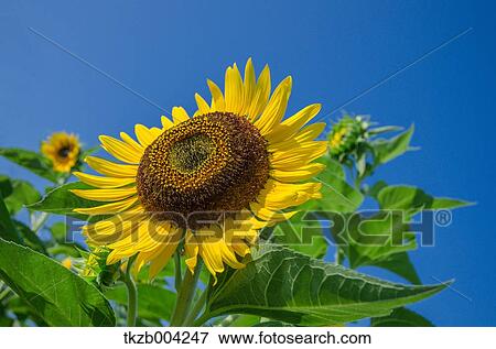 Stock Photo - Sunflowers. Fotosearch