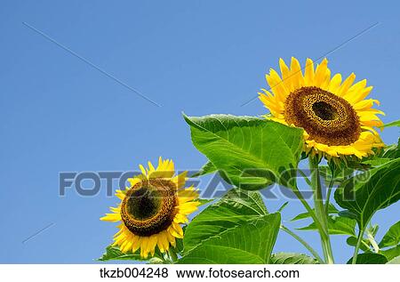 Stock Photo - Sunflowers. Fotosearch