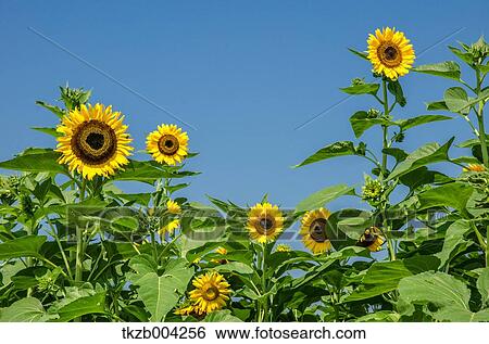 Sunflowers View Large Photo Image Stock Photograph - Sunflowers. Fotosearch