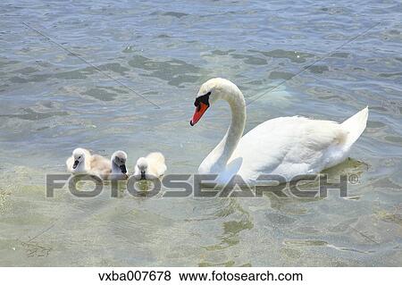 Swans View Large Photo Image Stock Photo - Swans. Fotosearch