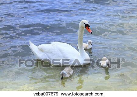 Stock Photo - Swans. Fotosearch