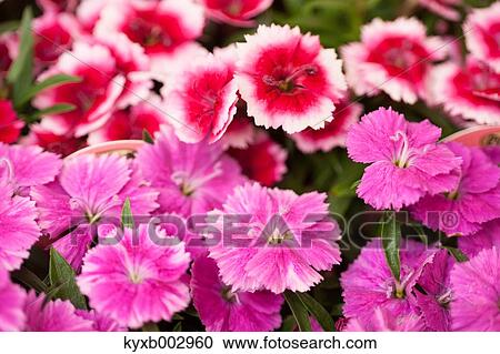 Texas Bluebell View Large Photo Image Stock Image - Texas Bluebell. Fotosearch