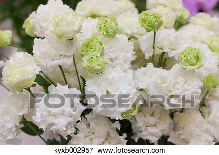 Stock Photo - Texas Bluebell. Fotosearch