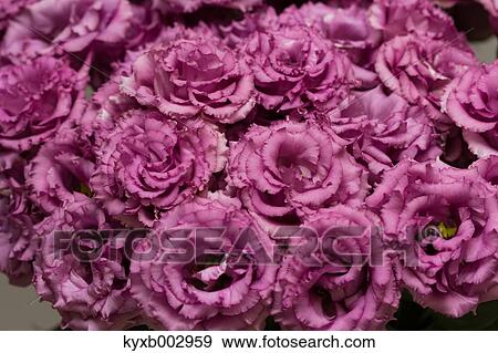 Stock Photo - Texas Bluebell. Fotosearch