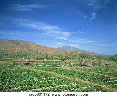 Stock Image - Thailand. Fotosearch