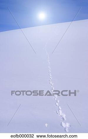 Trail on snow View Large Photo Image Stock Image - Trail on snow. Fotosearch