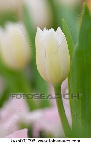 Stock Photo - Tulip. Fotosearch