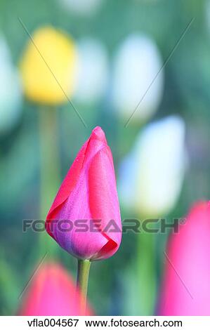 Tulip View Large Photo Image Stock Photo - Tulip. Fotosearch