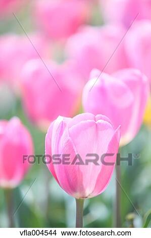 Picture - Tulips. Fotosearch