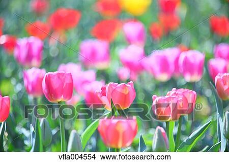 Tulips View Large Photo Image Picture - Tulips. Fotosearch