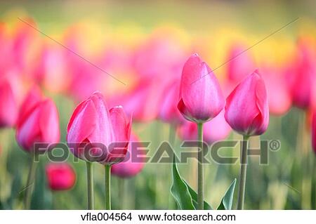 Tulips View Large Photo Image Picture - Tulips. Fotosearch