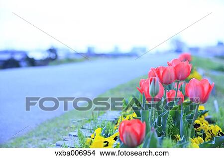 Tulips View Large Photo Image Picture - Tulips. Fotosearch