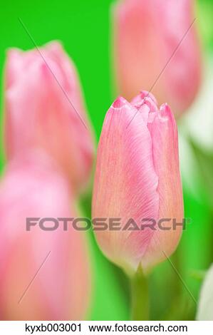 Stock Image - Tulips. Fotosearch