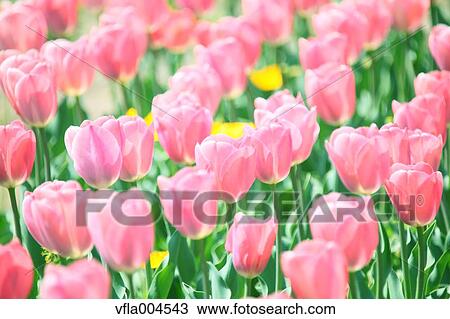 Tulips View Large Photo Image Stock Image - Tulips. Fotosearch