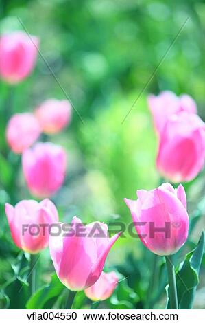 Tulips View Large Photo Image Stock Image - Tulips. Fotosearch