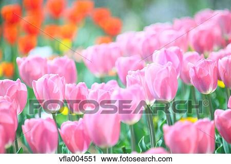 Tulips View Large Photo Image Stock Image - Tulips. Fotosearch