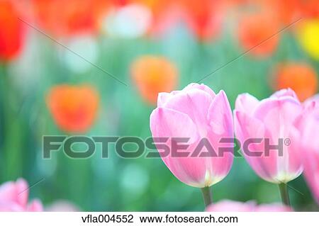 Stock Image - Tulips. Fotosearch