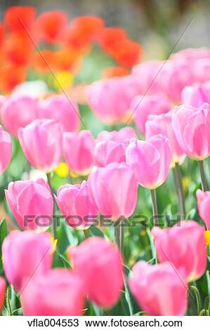 Tulips View Large Photo Image Stock Image - Tulips. Fotosearch