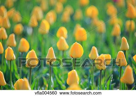 Tulips View Large Photo Image Stock Image - Tulips. Fotosearch