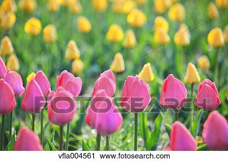 Tulips View Large Photo Image Stock Image - Tulips. Fotosearch
