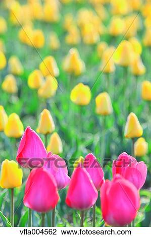 Tulips View Large Photo Image Stock Image - Tulips. Fotosearch