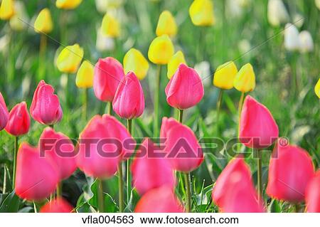 Tulips View Large Photo Image Stock Image - Tulips. Fotosearch