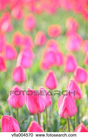 Tulips View Large Photo Image Stock Image - Tulips. Fotosearch