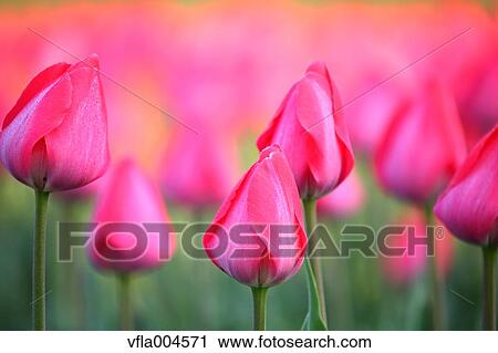 Tulips View Large Photo Image Stock Image - Tulips. Fotosearch