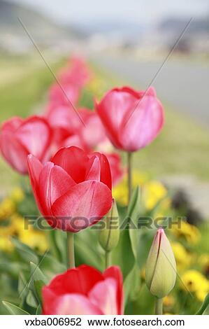 Tulips View Large Photo Image Stock Image - Tulips. Fotosearch