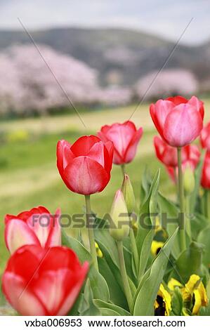 Tulips View Large Photo Image Stock Image - Tulips. Fotosearch