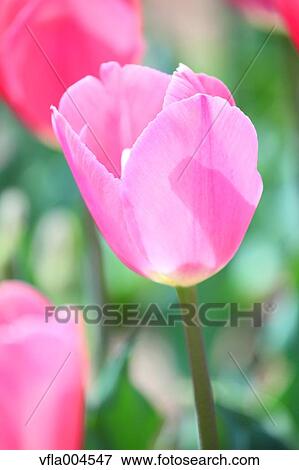 Tulips View Large Photo Image Stock Photo - Tulips. Fotosearch