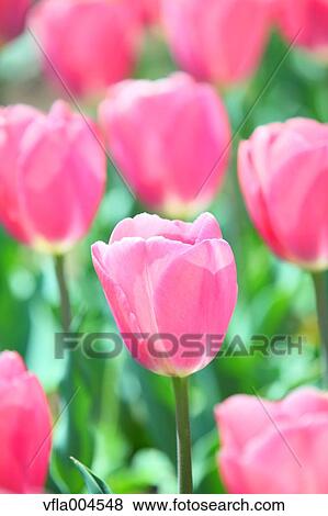 Tulips View Large Photo Image Stock Photo - Tulips. Fotosearch