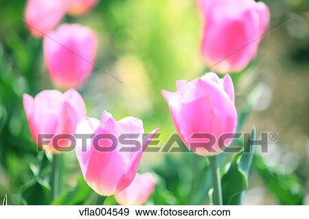 Tulips View Large Photo Image Stock Photo - Tulips. Fotosearch