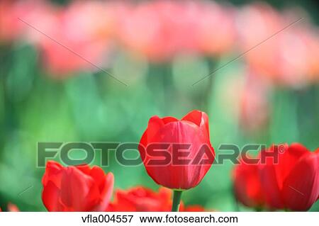 Tulips View Large Photo Image Stock Photo - Tulips. Fotosearch